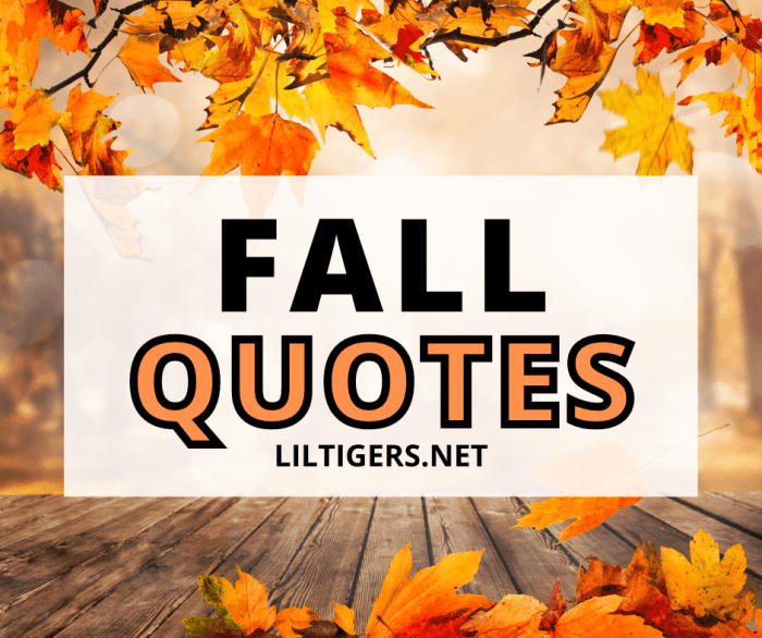 Best quality banner. Best quality icon with round ribbon. Modern vector ... Best sun shades for cars
