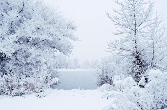 This Winter Free Stock Photo - Public Domain Pictures This Winter Free Stock Photo - Public Domain Pictures